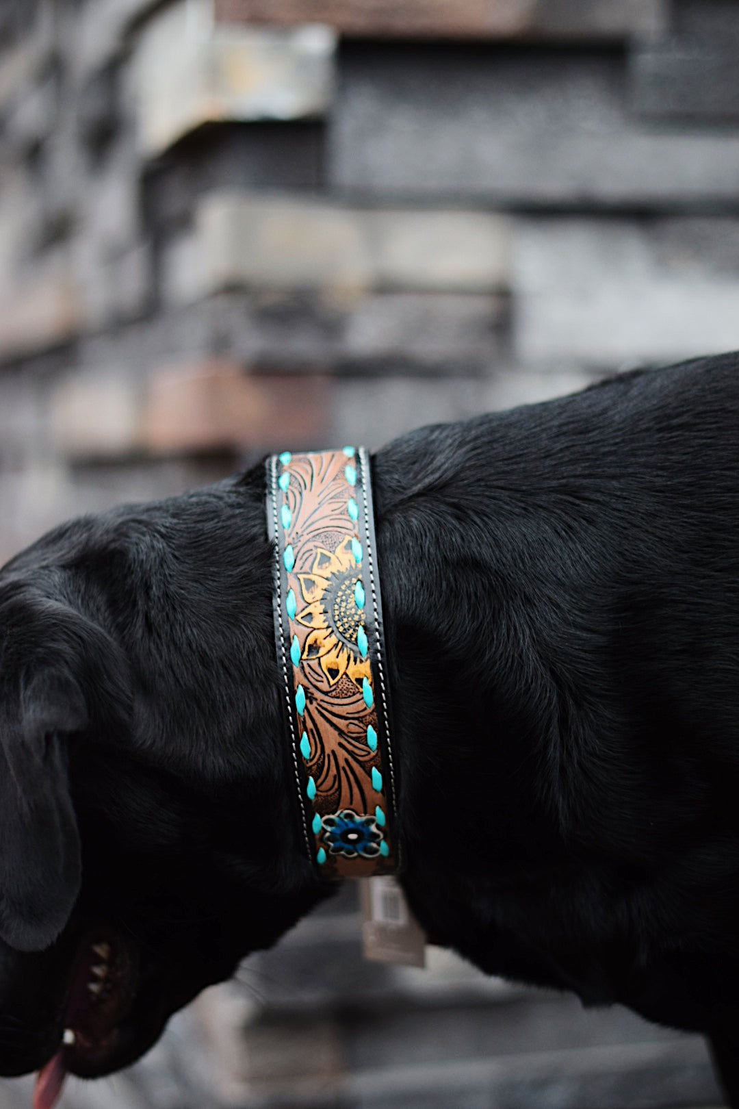 Sunflower Dog Collar