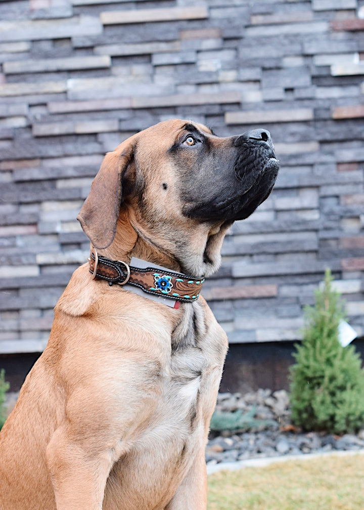 Sunflower Dog Collar