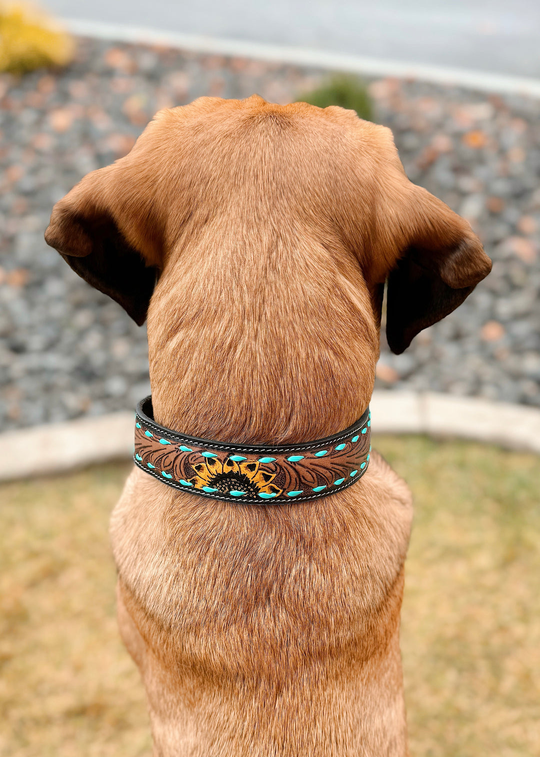 Sunflower Dog Collar